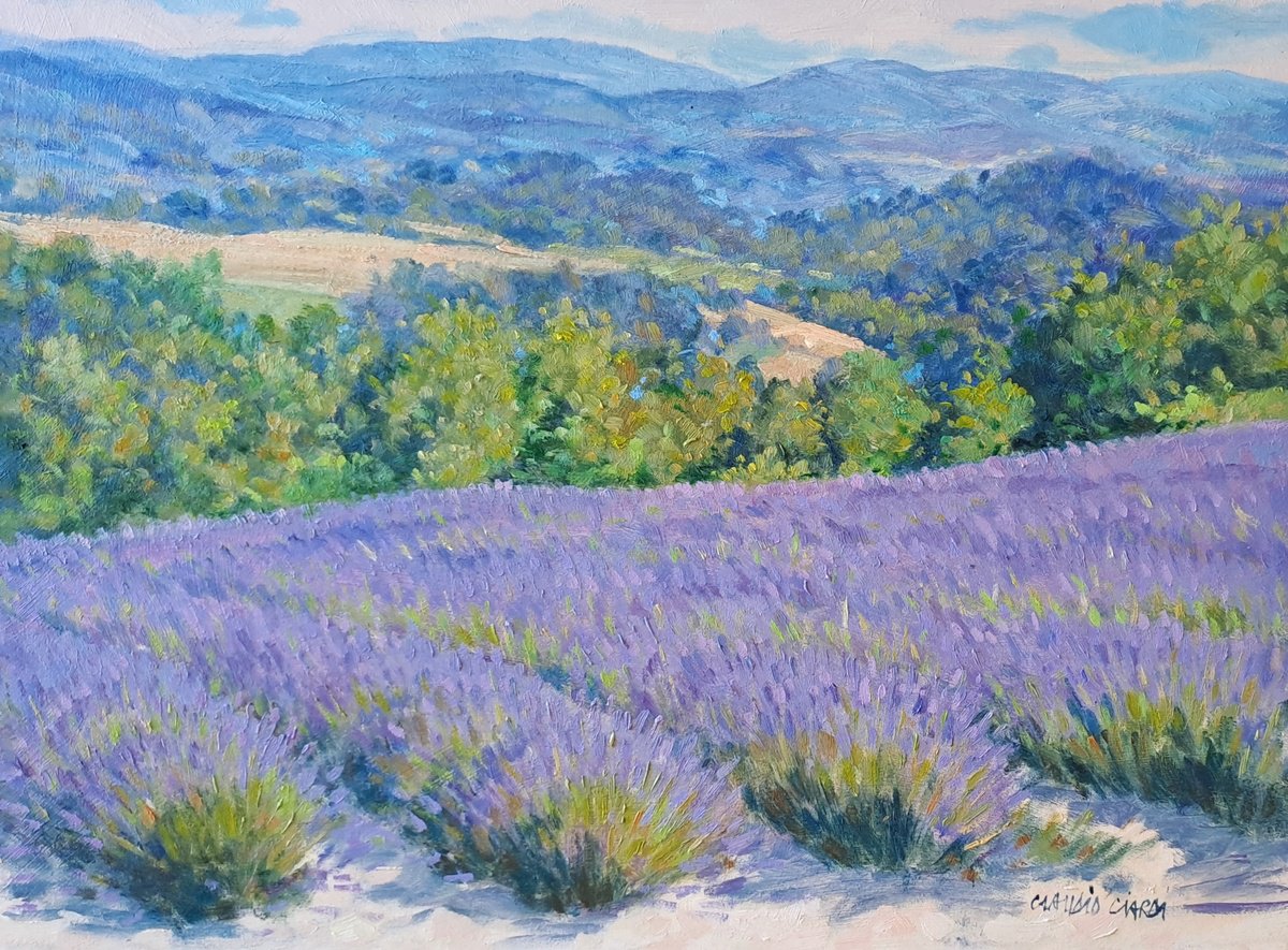 Lavander field in Italy by Claudio Ciardi