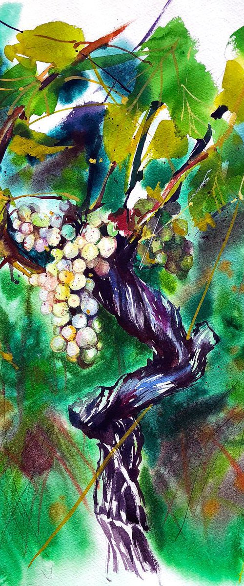 Grapevine from Vufflens-la-Ville by Ksenia Astakhova