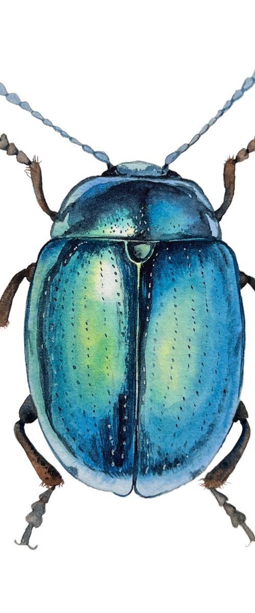 Blue beetle. by Nataliia Kupchyk
