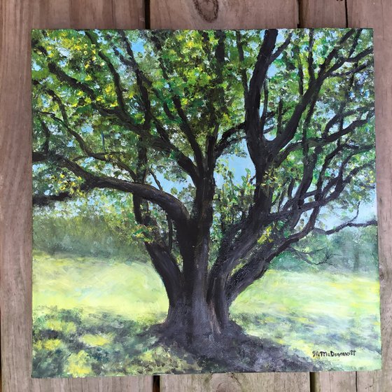 BOXELDER MAPLE IN MORNING SUN by K. McDermott (SOLD)