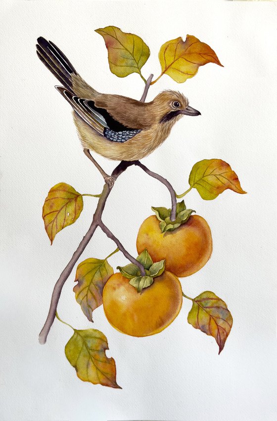 Jay on a Persimmon Branch
