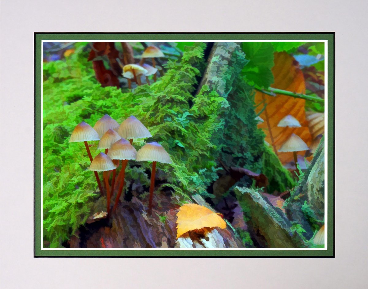 Not Mushroom in the Forest by Robin Clarke