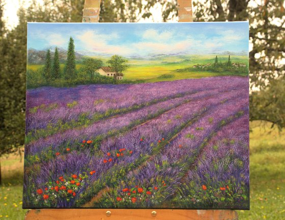 Lavender field  Provence