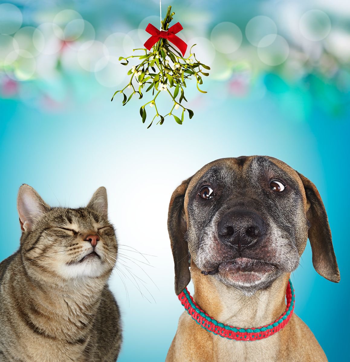 Photorealistic Animal Photograph By Gandee Vasan, 17 X 23, Meet Me Under The Mistletoe, Original Artwork