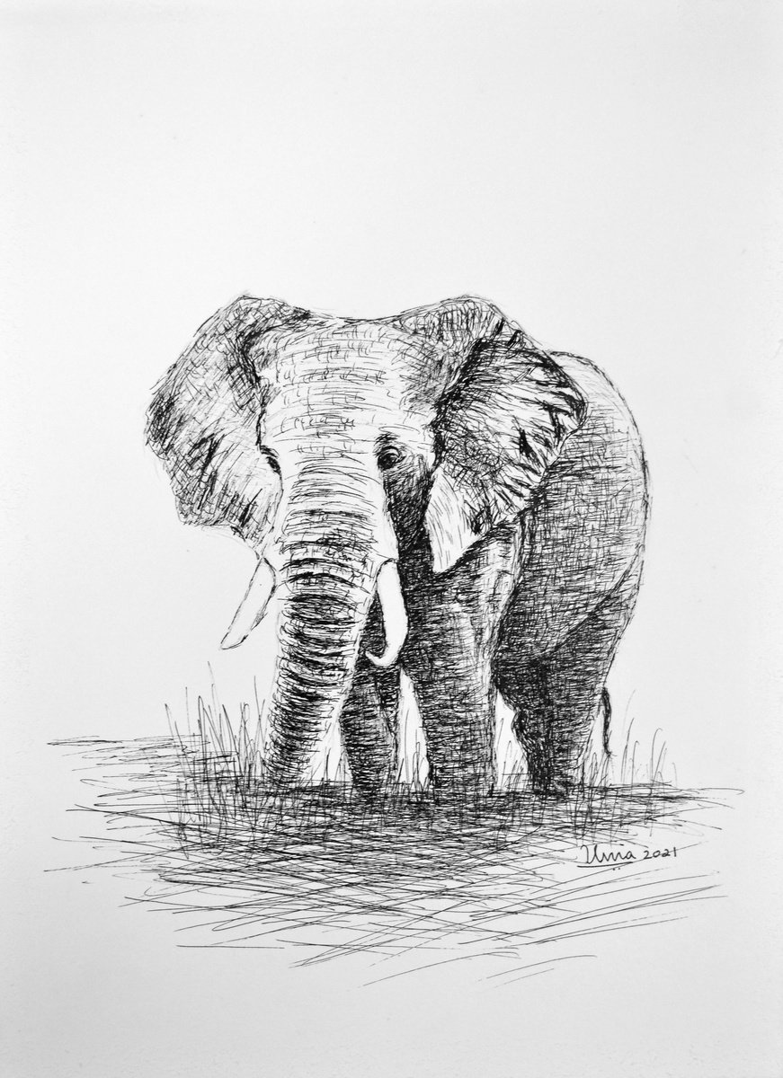 Impressionistic Animal Ink Drawing By Uma Krishnamoorthy, 10 X 14", African Elephant, Original Artwork