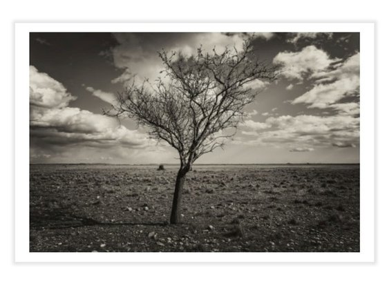 Arbre dans la steppe