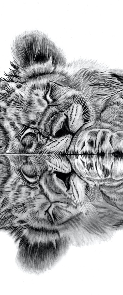 Lion Cub Reflection by Paul Stowe