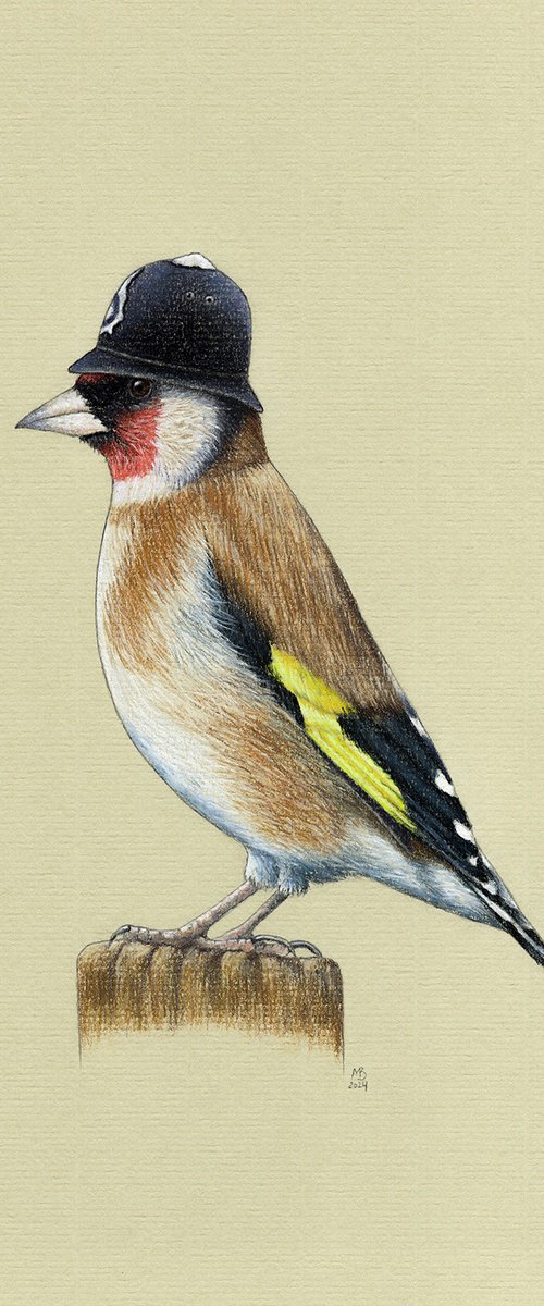 European goldfinch by Mikhail Vedernikov