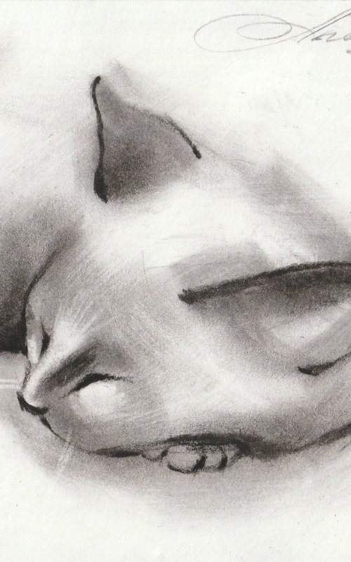 Sleeping Cat by Anastasia Terskih