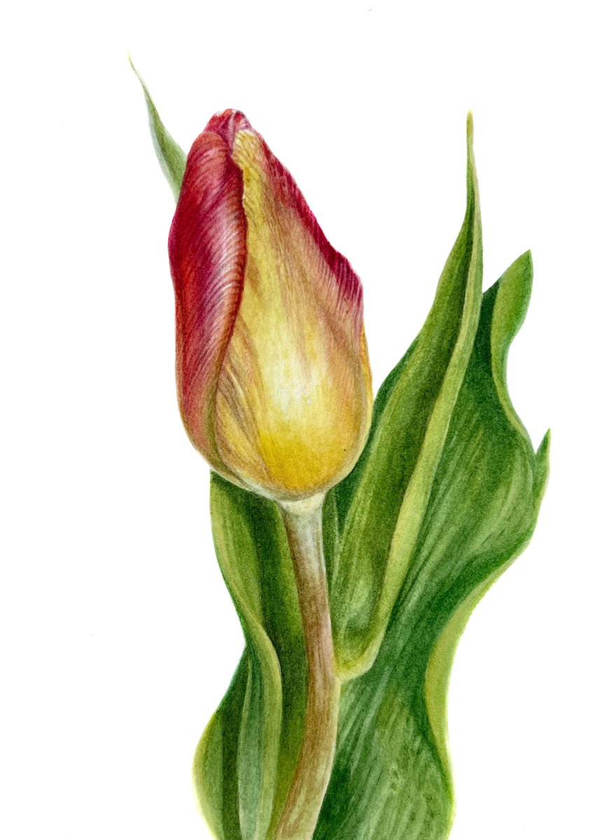 Tulip 10x15 cm (2021) small botanical artwork by Alisa Diakova
