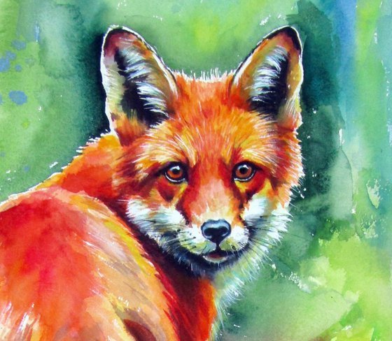 Red fox III