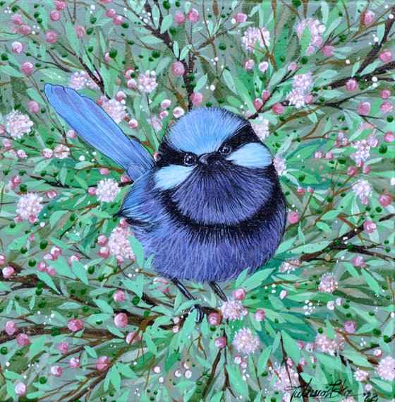 Splendid fairywren