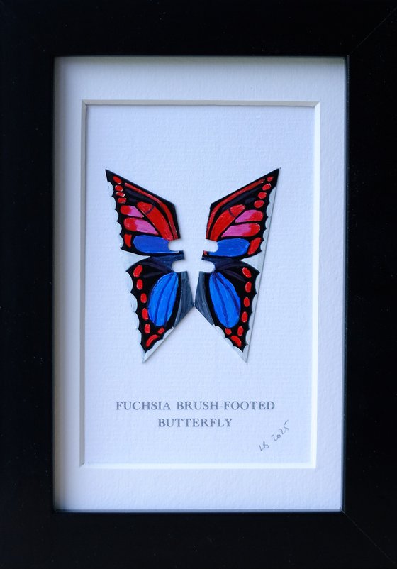 Fuchsia Brush-footed butterfly