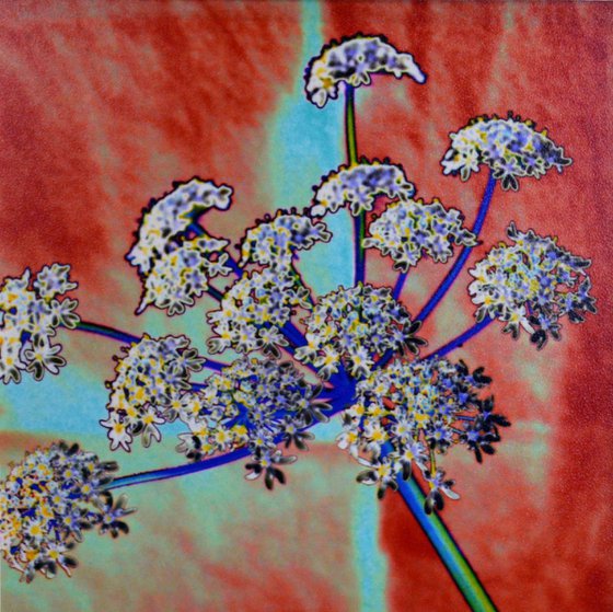 Cow Parsley 001 (2 of 10)