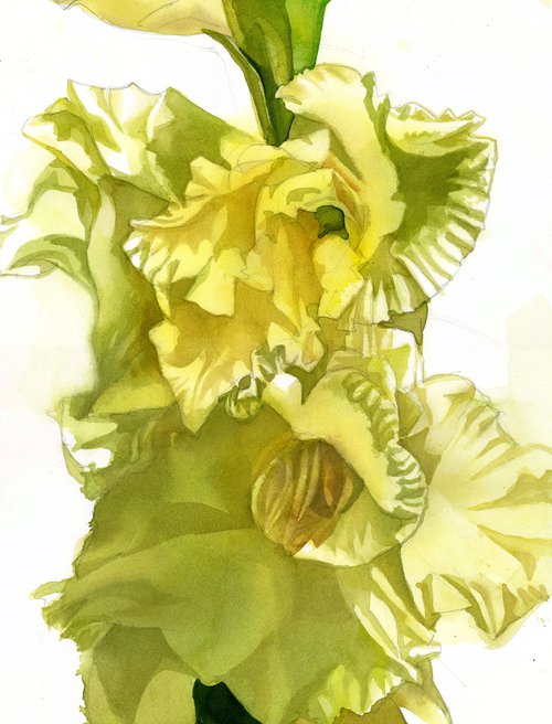 yellow gladiolos watercolor floral by Alfred  Ng