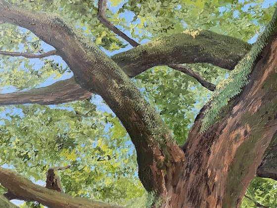 Dance of the Mighty Oak