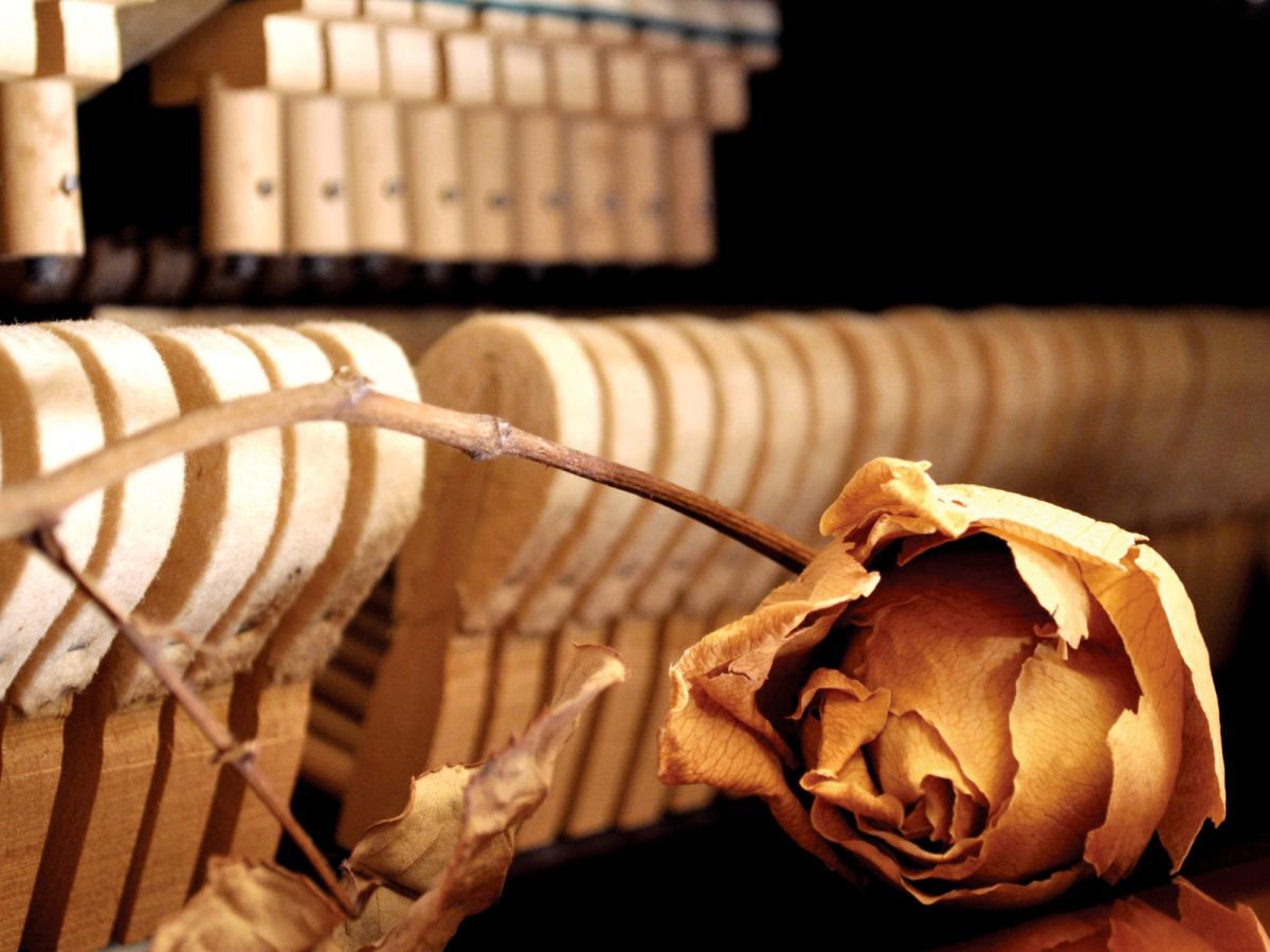Dry Flower inside the old piano by Alex Solodov
