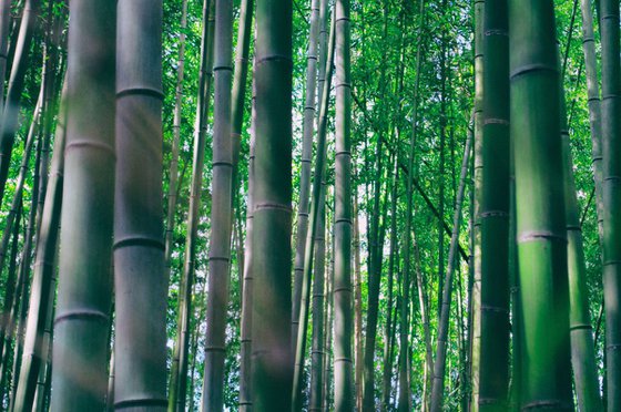 Bamboo Forest #3