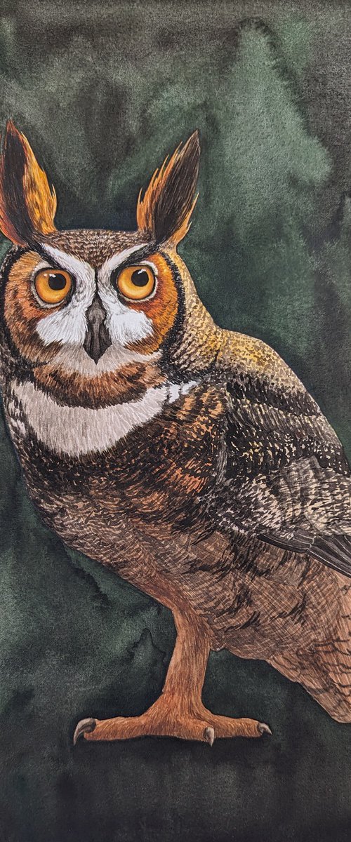 Great Horned Owl by Karina Danylchuk