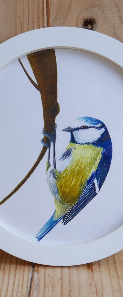 Framed Bird art. Blue tit. Part 3 by Karina Danylchuk