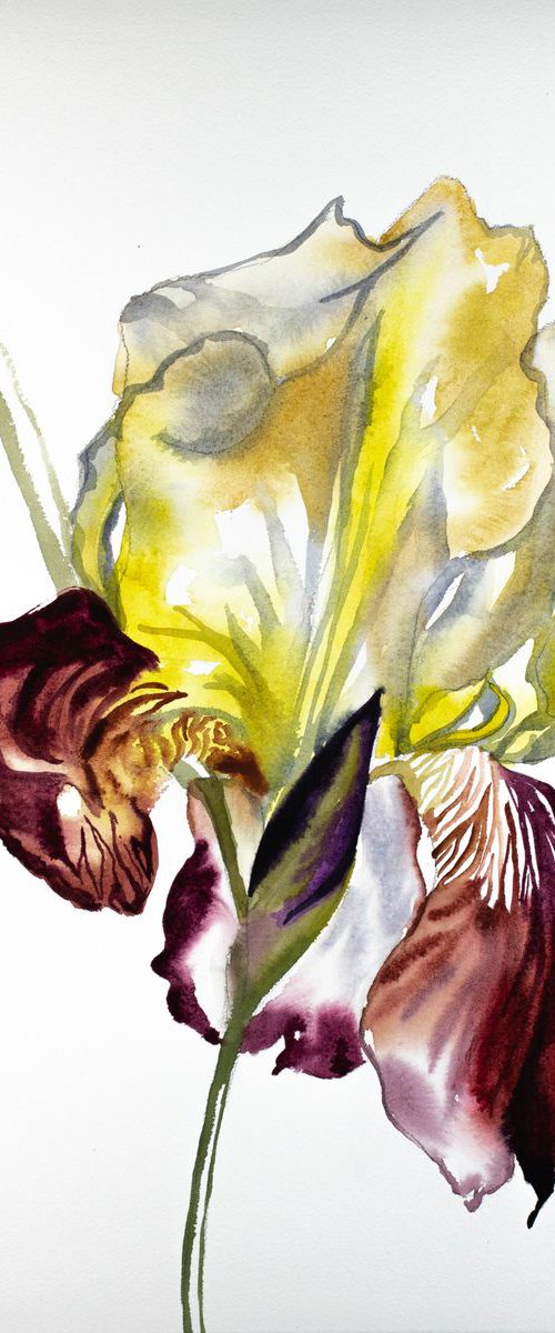 Iris No. 77 by Elizabeth Becker