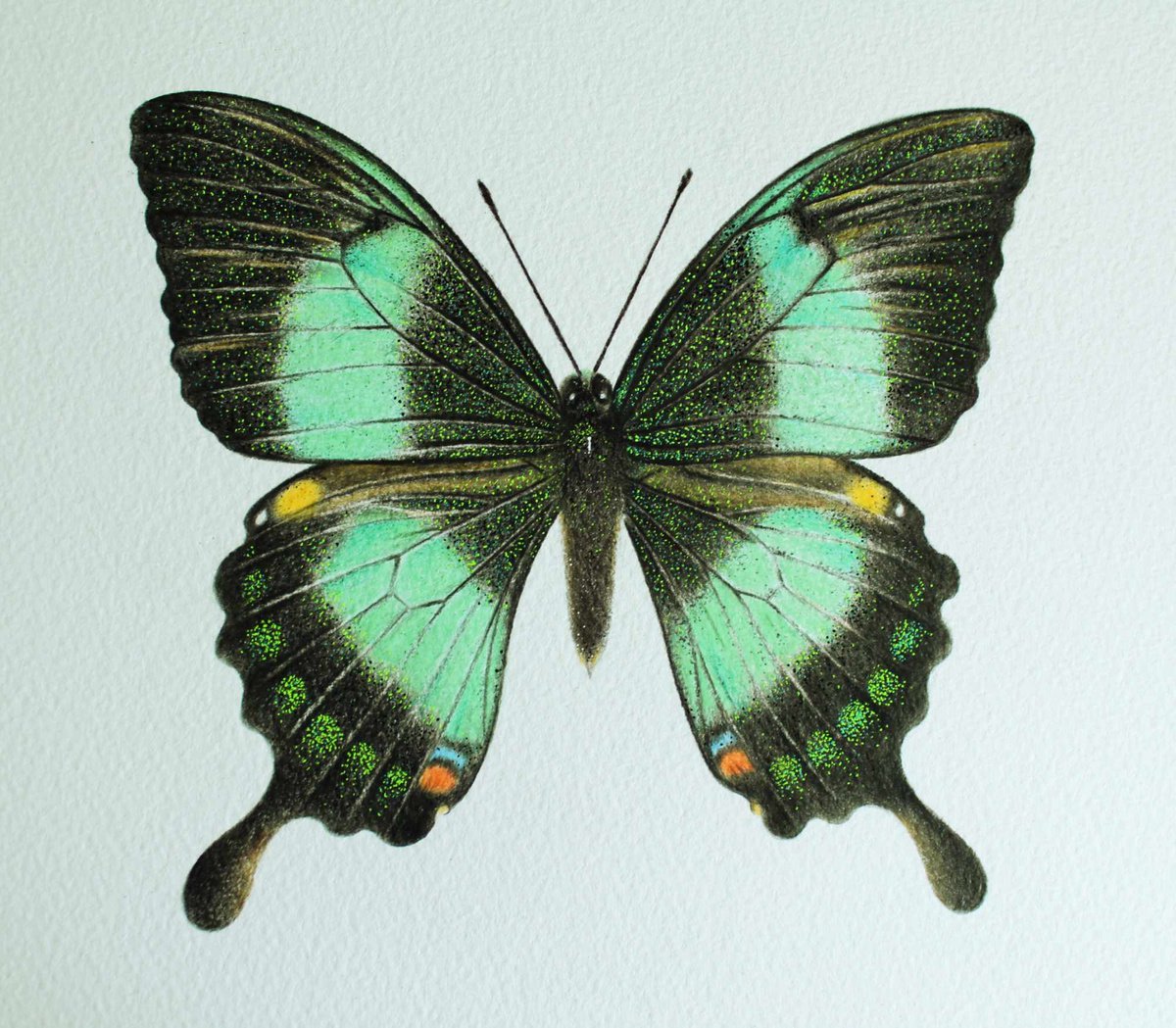 Green & Black Butterfly by Lorraine Sadler