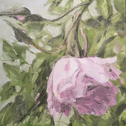 Rose de mai by Cécile Pardigon