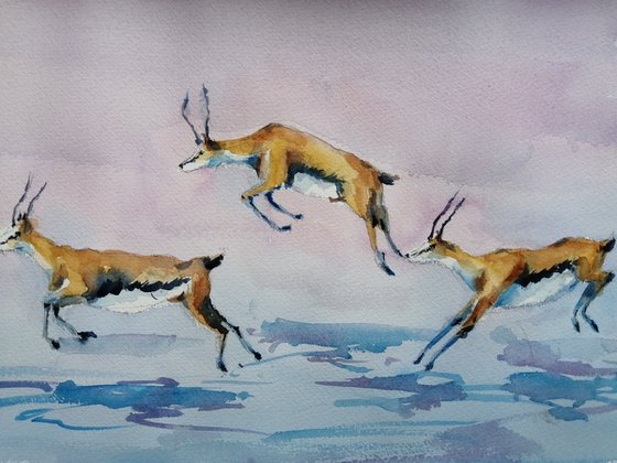 gazelle
