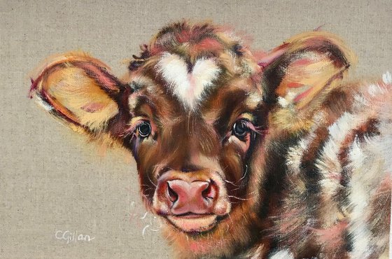 Little Love Heart, Highland Cattle Calf  Original Oil Painting on Linen Board 12x8"