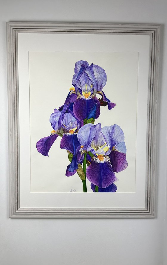 Purple Iris Original Watercolour Painting