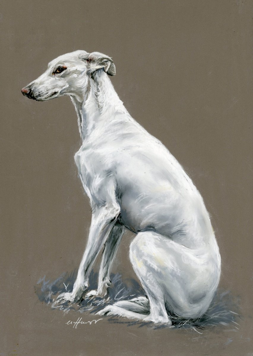 Long dog, sight hound, greyhound pastel painting by Una Hurst