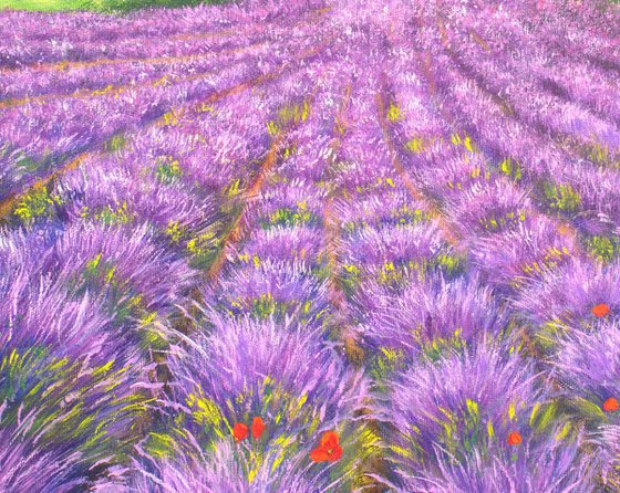 Lavender field