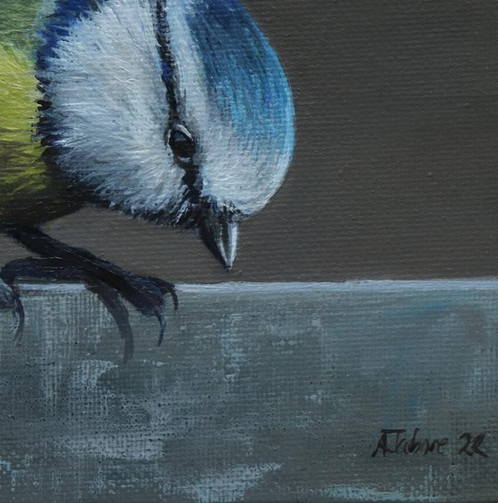 Blue Tit Lifting off from Wall
