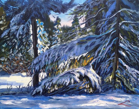 Forest in snow