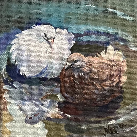 Two pigeons in a puddle. Miniature painting with birds.