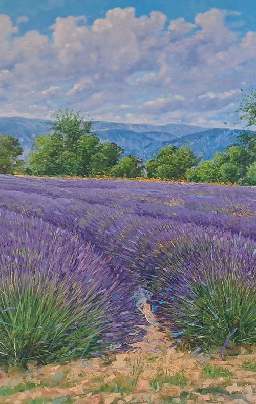 Lavande fields in Provence by Claudio Ciardi