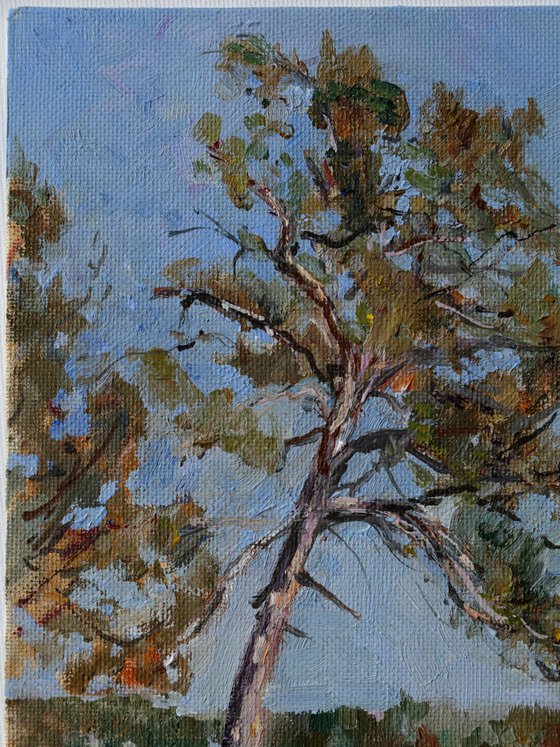 Pine Tree On A River Bank Study