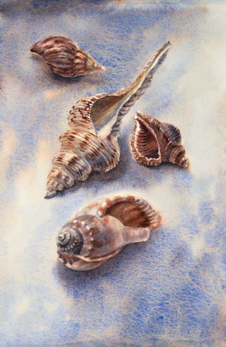 Seashells by Lida Duchnewitsch