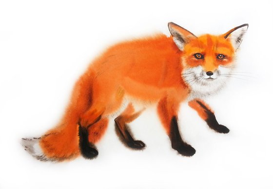 Wary Fox - Red Fox - Fox Watercolor - Fiery Foxes - Fiery Fox