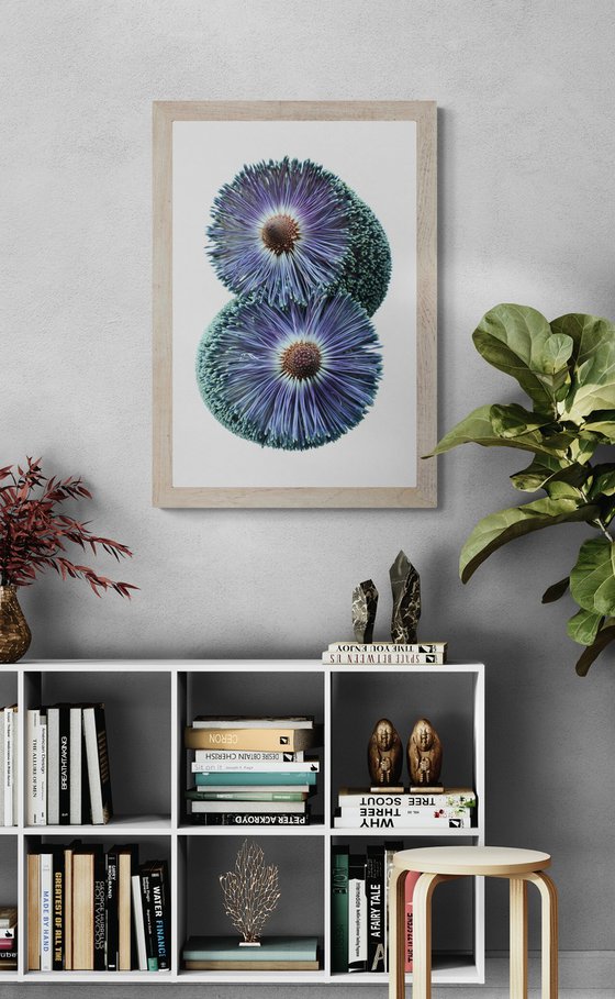 Paramour Banksia