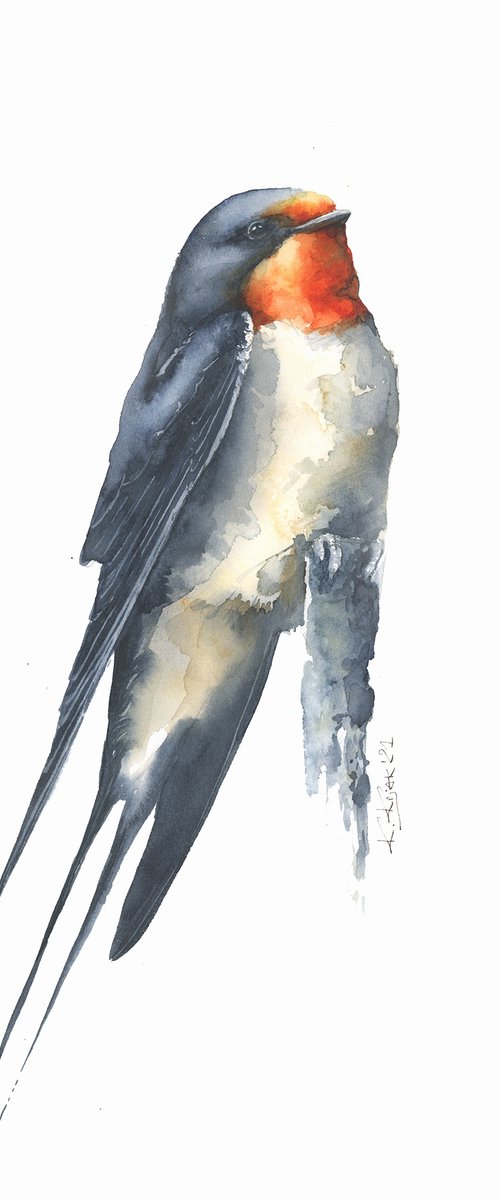 Barn swallow in watercolor by Karolina Kijak