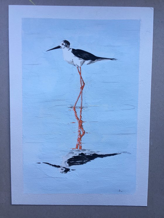 Black Winged Stilt feeding