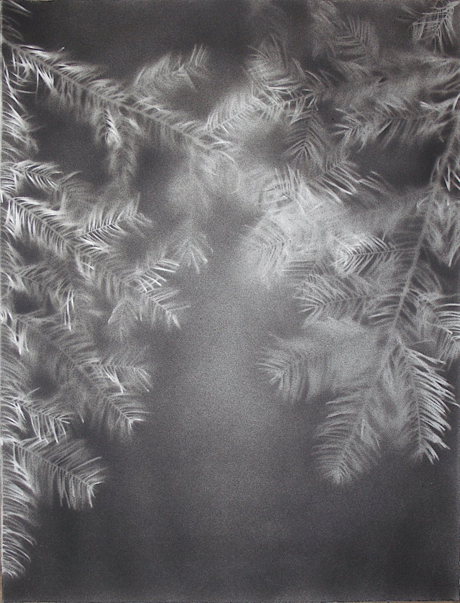Abies alba III (Silver fir) by Laura Stotefeld