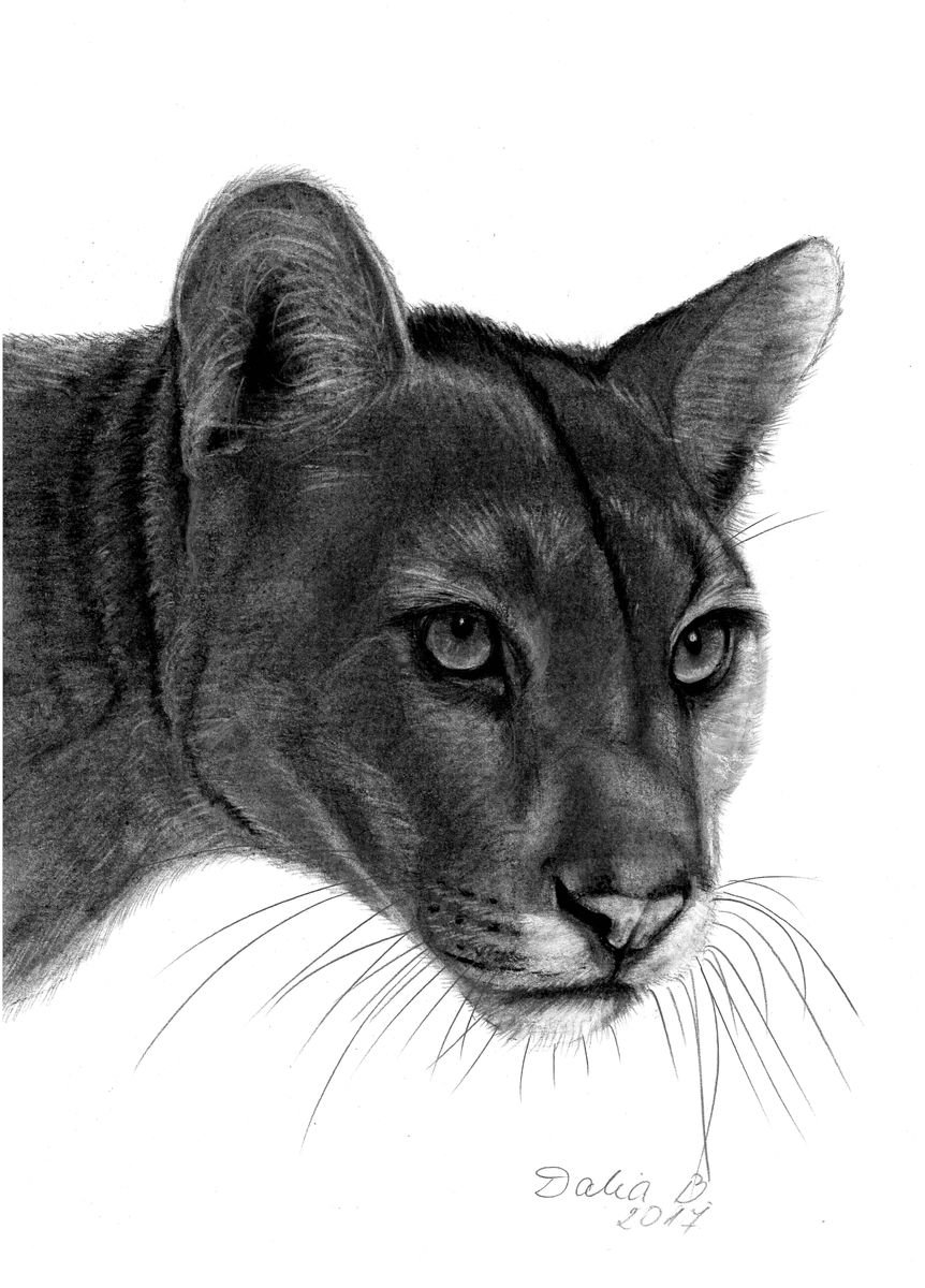 Puma (2017) Charcoal drawing by Dalia Binkiene Artfinder