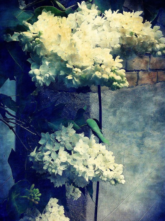 White Lilacs on a Wall
