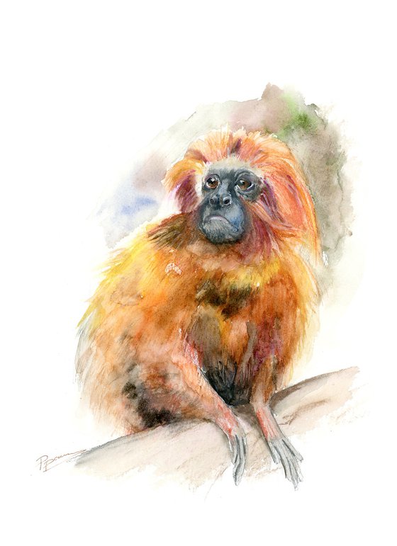 Golden Lion Tamarin