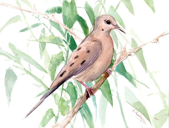 Mourning Dove