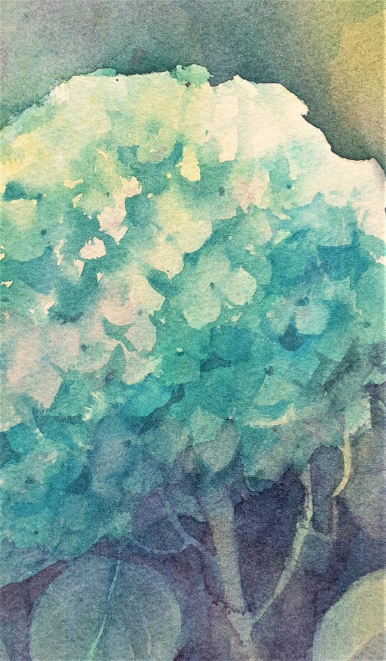 HYDRANGEAS.TURQUOISE 2019.062. original watercolor 27x35