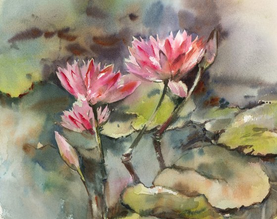 Water Lilies
