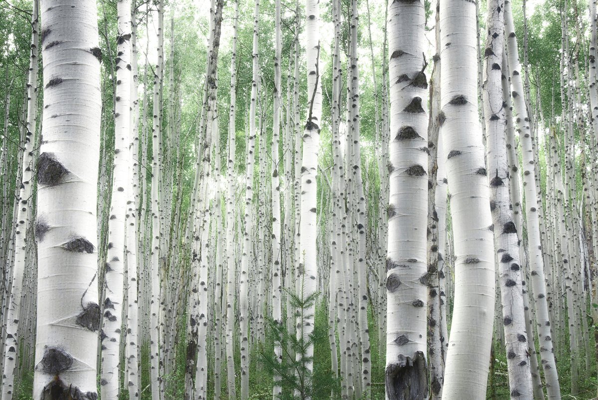 Photorealistic Botanical Photograph By Emily Kent, 30 X 20, July Aspens, Original Artwork